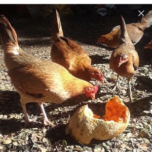 Meet your Posher, Larissa